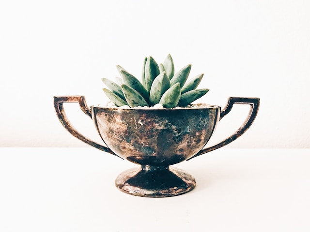 Silver cup with succulent
