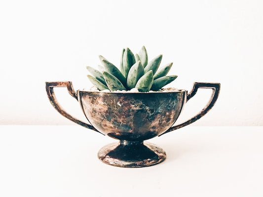 Silver cup with succulent
